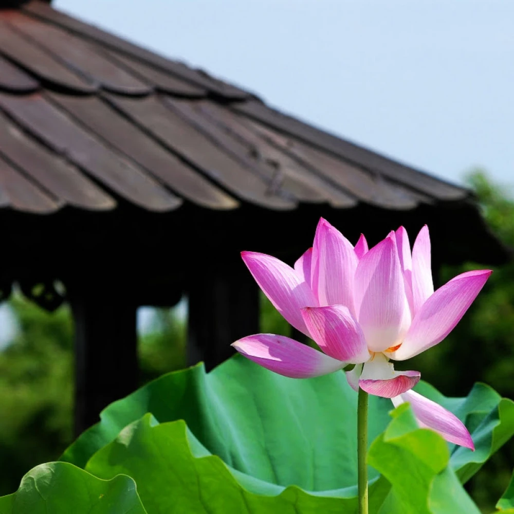 Ha Noi 2