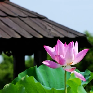 Ha Noi 2